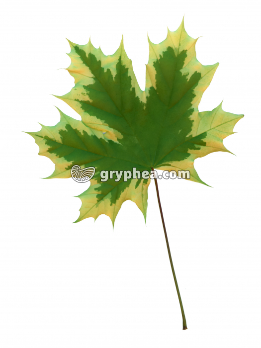 Erable panaché ou Erable de Norvège Arlequin - Feuille (Acer platanoÏdes drumondii) - gryphea.org